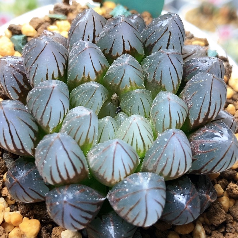 【闪购商品】李**?黑肌156