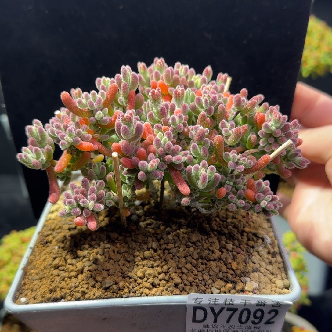 dy092荔枝精控冠幅11cm