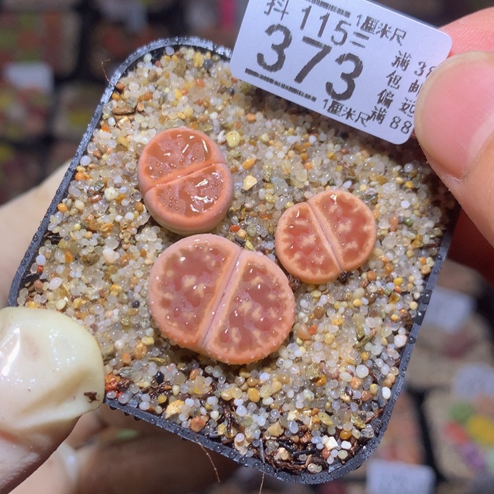 精品生石花115.373