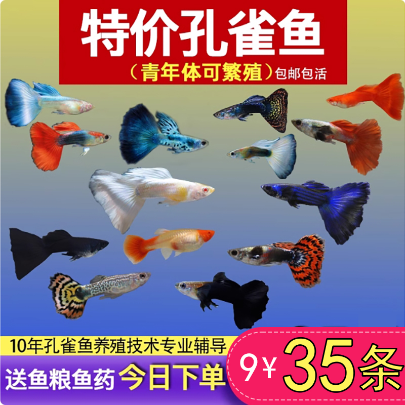 纯种孔雀鱼活鱼金鱼斑马鱼观赏鱼小型热带鱼活体淡水好养耐活小鱼