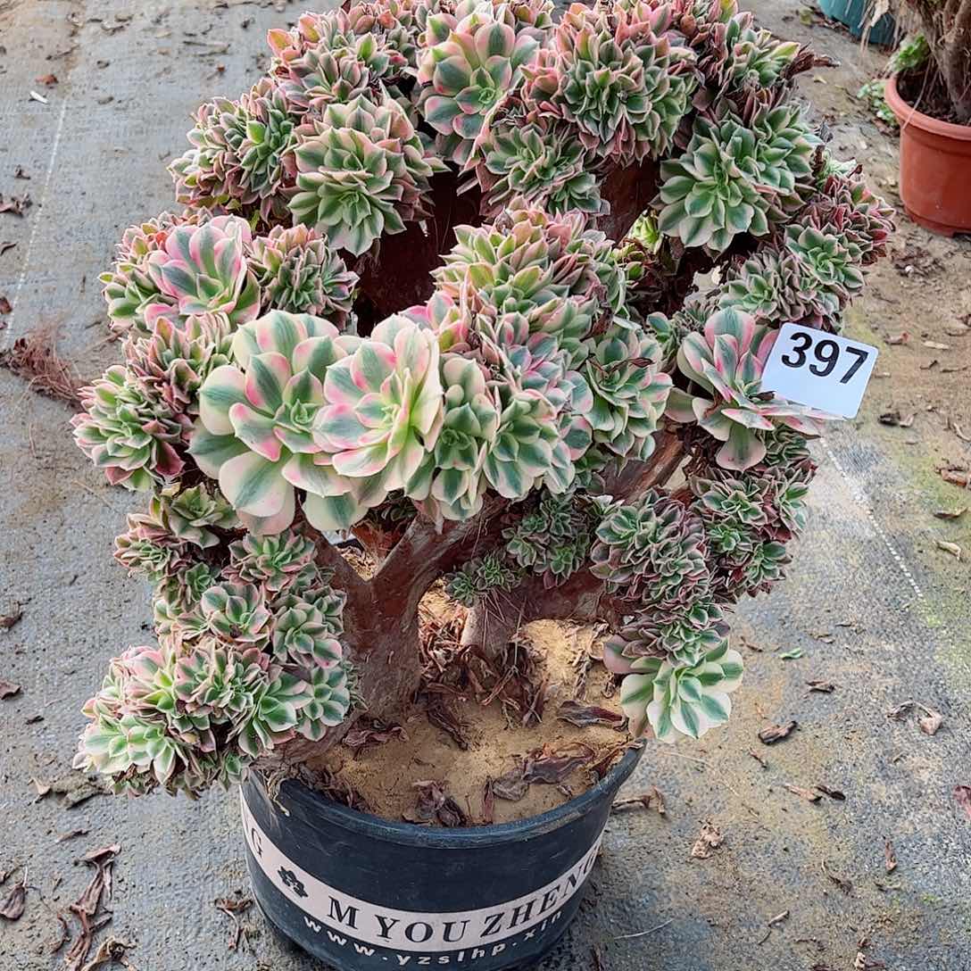 无花朵梅*多肉植物397