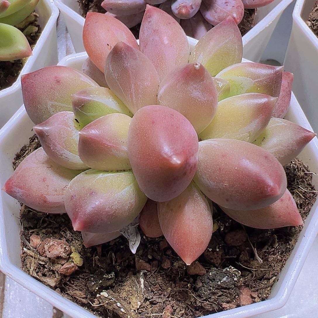 重楼19包邮多肉植物