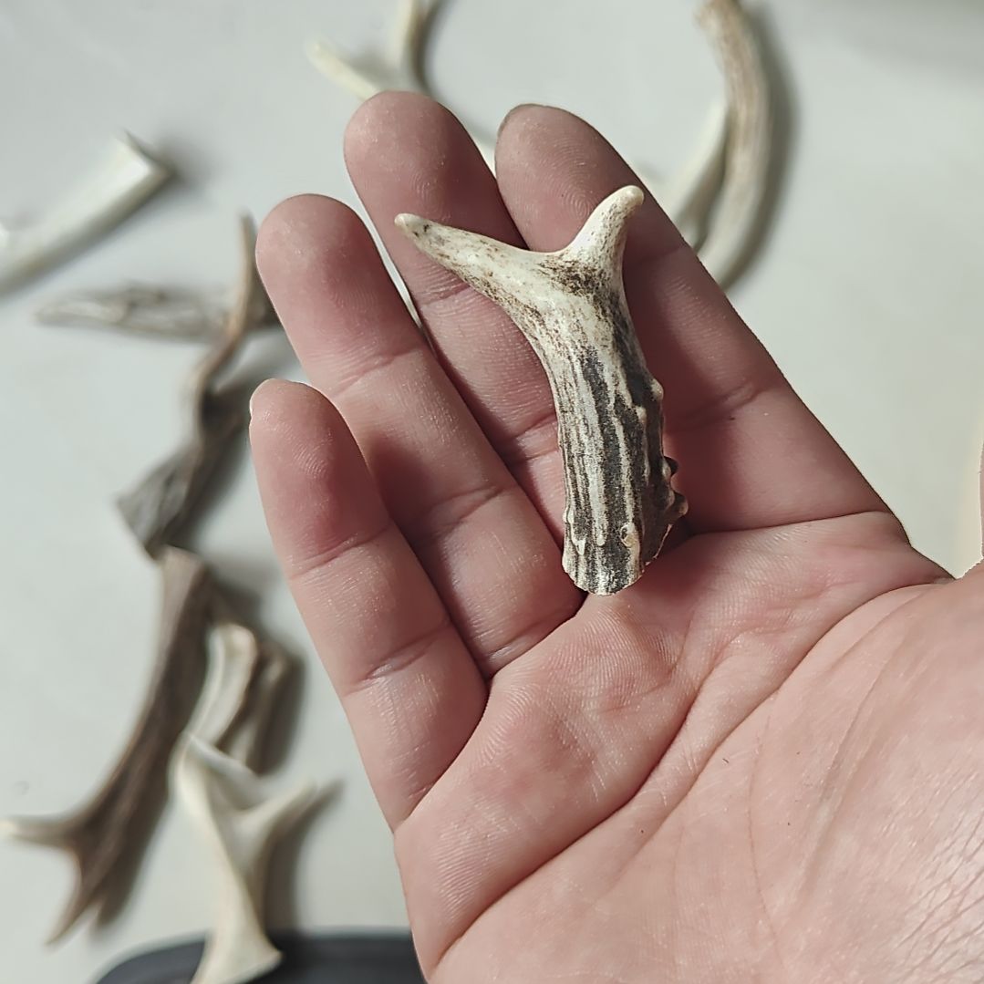 非金属鹿角精品小角