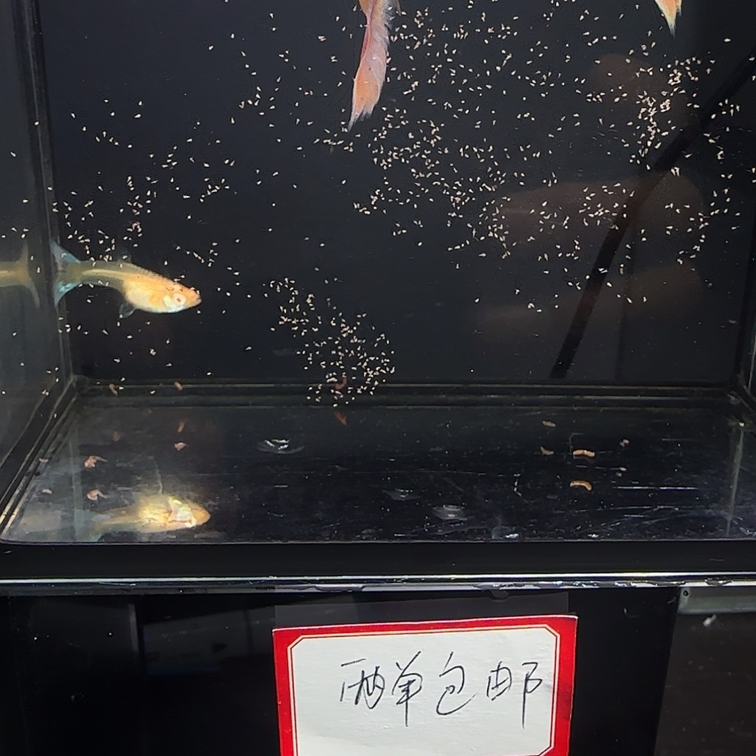 孔雀鱼天使彩虹两对