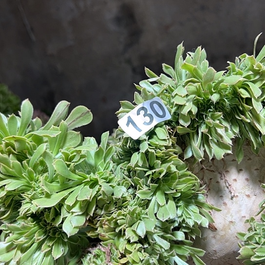 软***哥多肉植物一个妖微瑕130