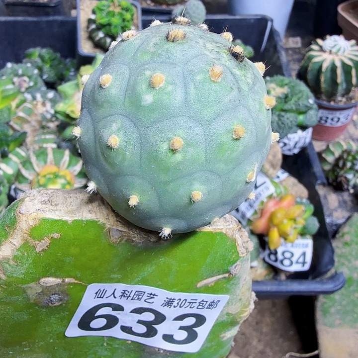 无花朵633大型毛毛习