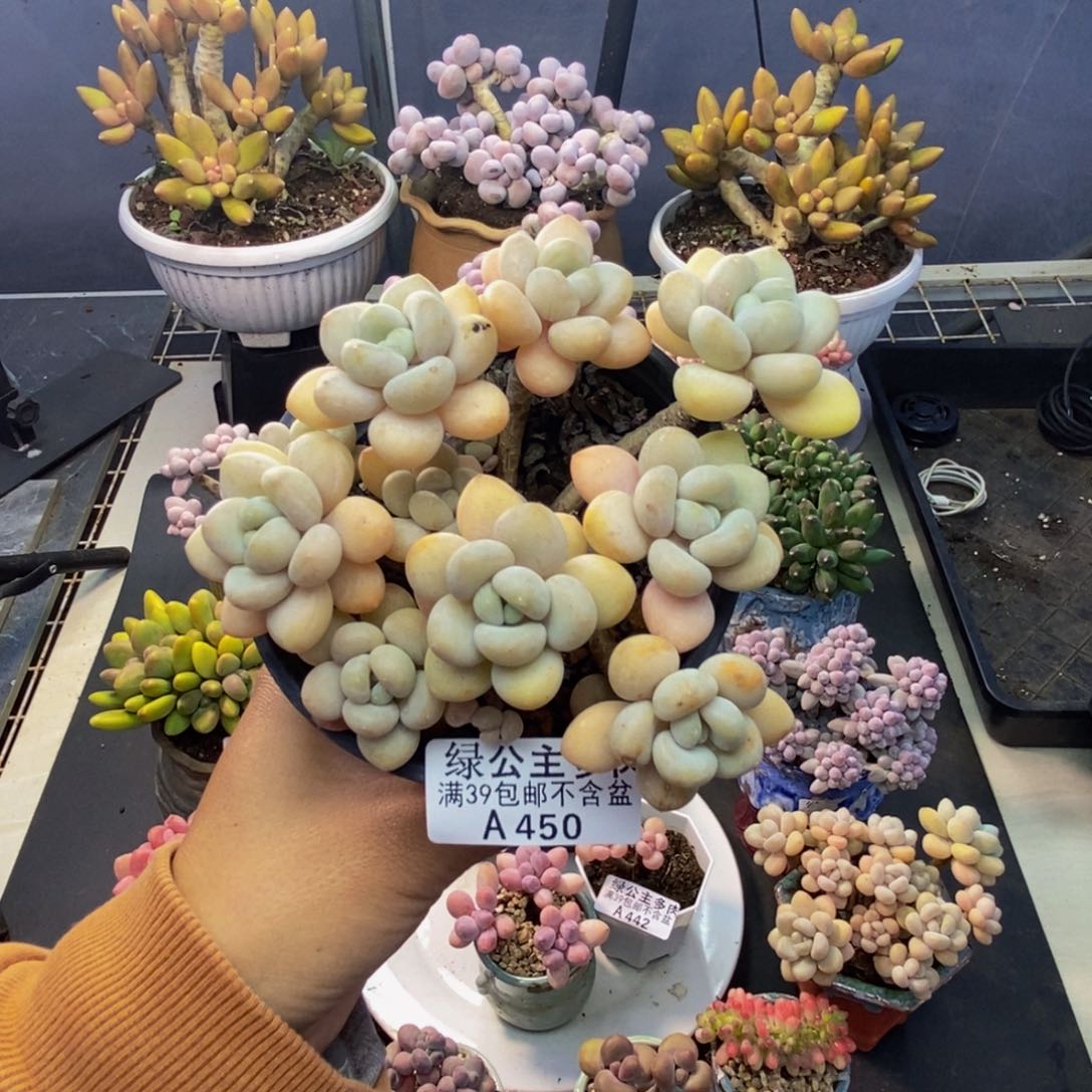 450白奶糖多肉8c m