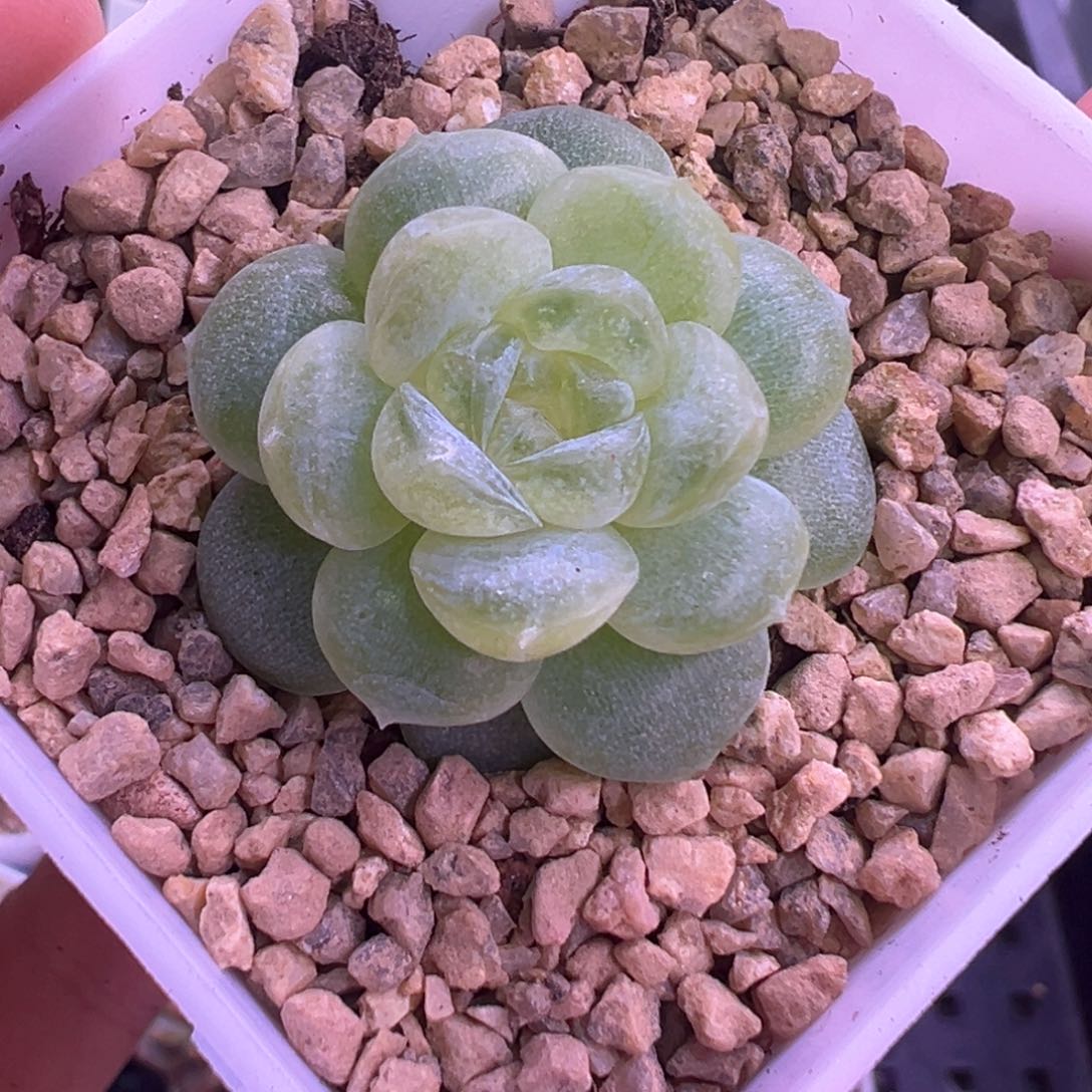 180号白冰晗雨多肉植物
