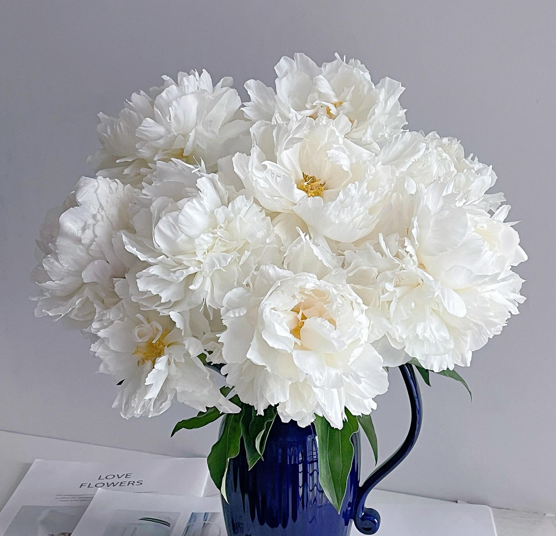 【现货-奶油碗】芍药进口A+级反季节牡丹芍药鲜花鲜切花菏泽基地