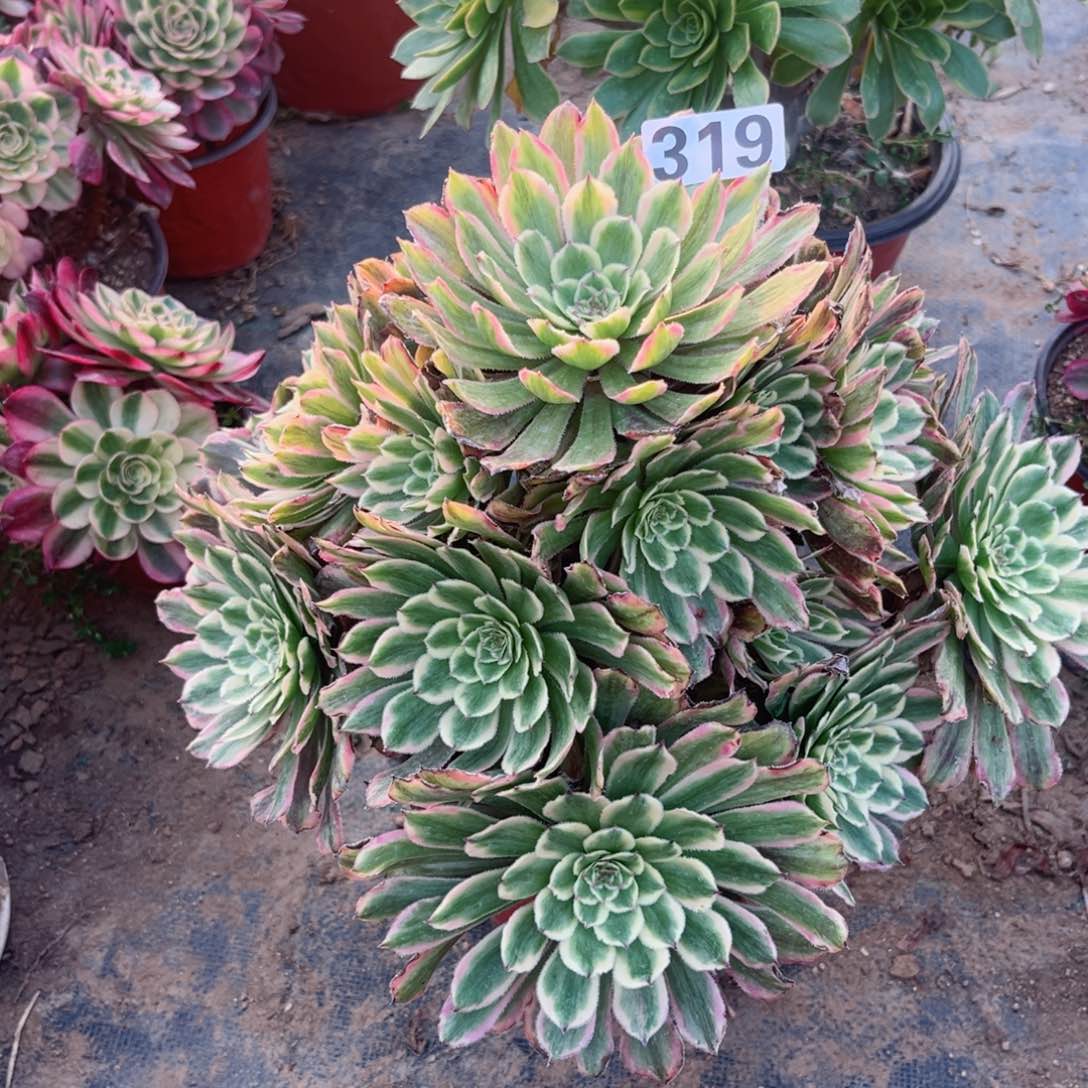 319糖果粉黛多肉植物