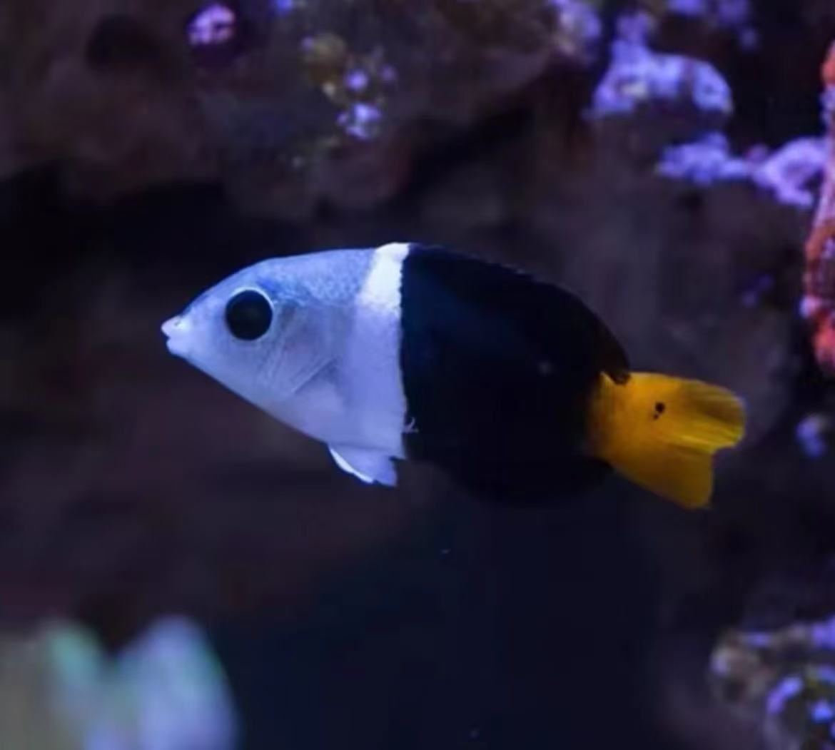 熊猫海水观赏鱼售后开箱视频免包装费