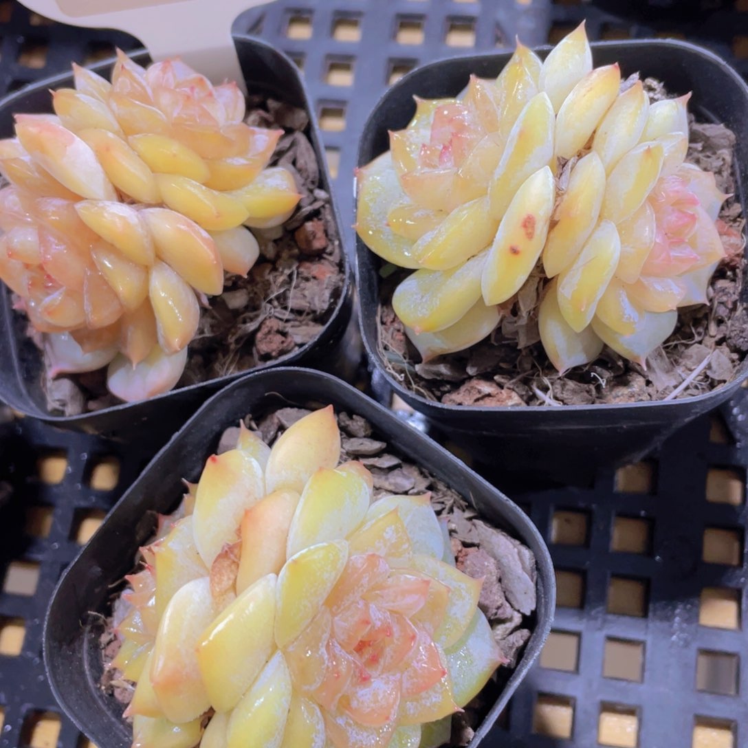 1532号 睫毛黄透珍妮一颗