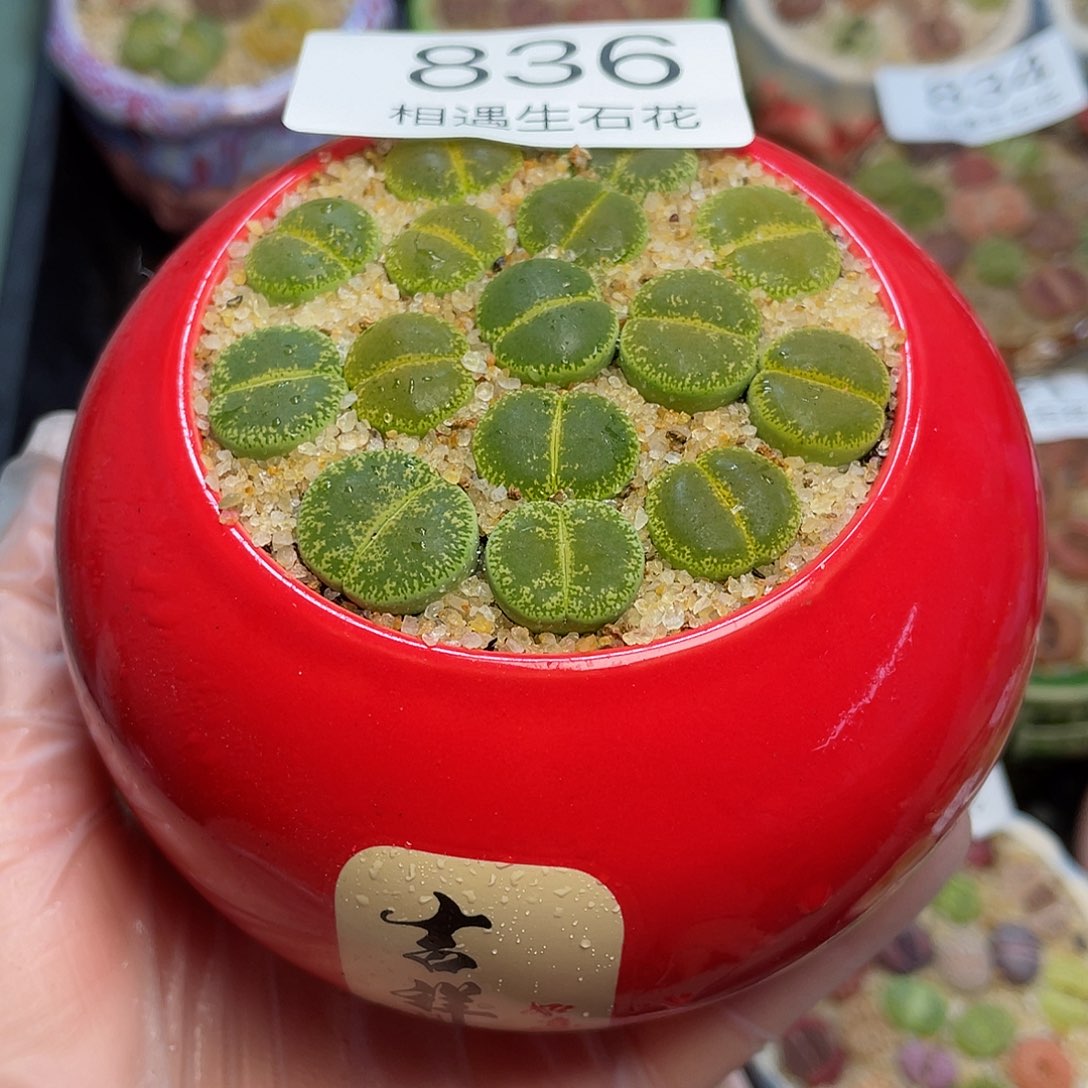 相遇生石花专拍836