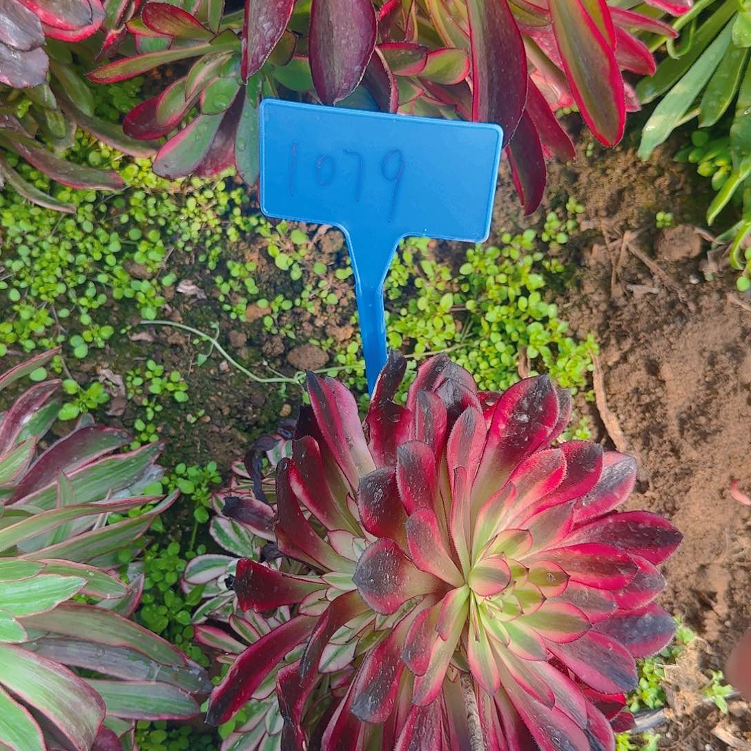 1079香奈儿黑桶两颗多肉哦哦哦