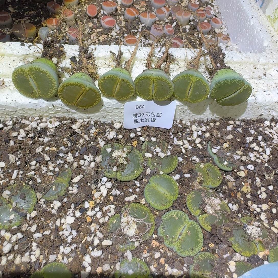 暖***W84多肉哈哈哈哈哈哈