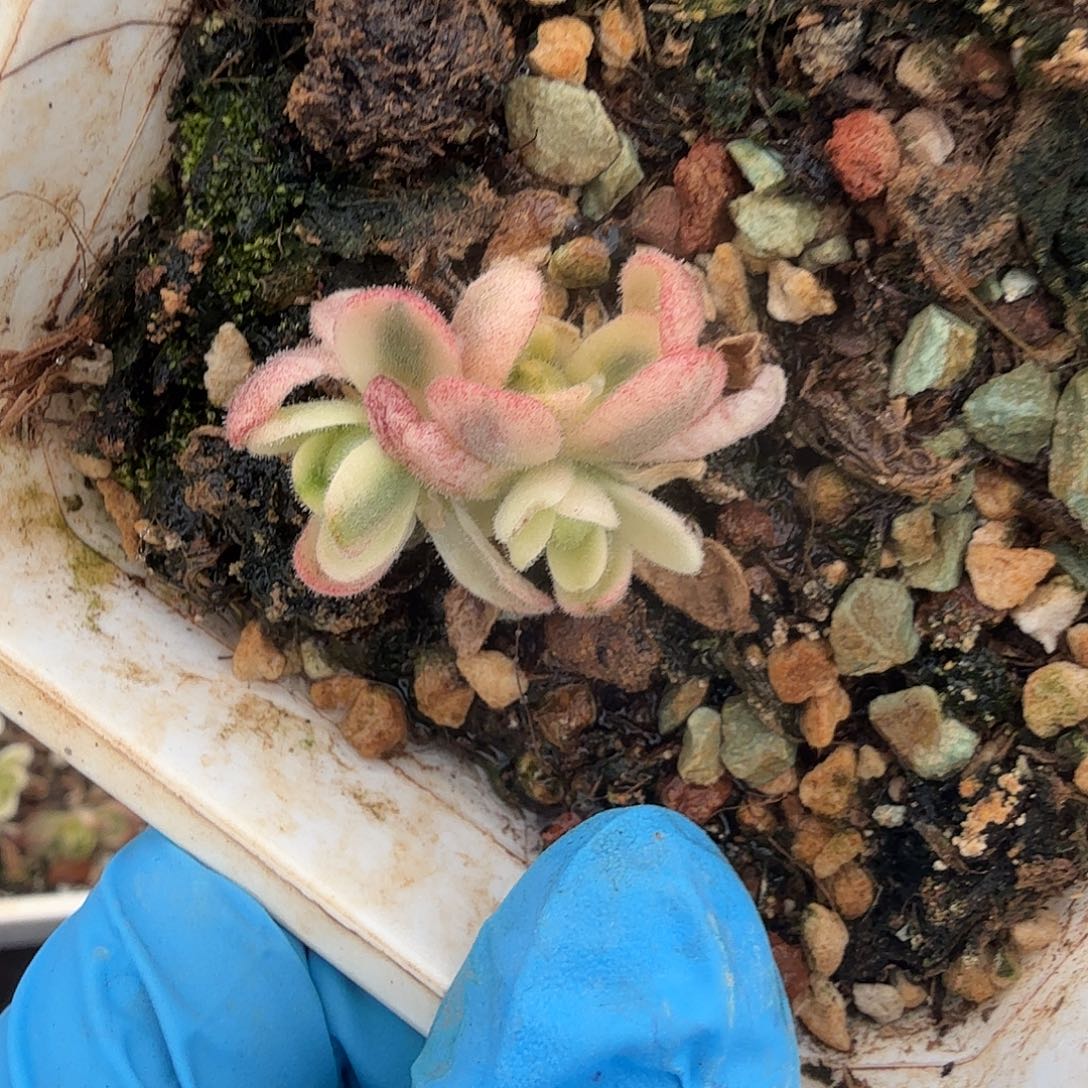 橄榄球玫瑰锦，覆轮锦群