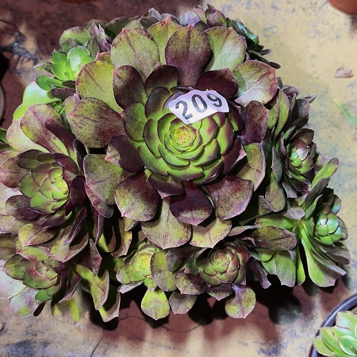 209花月夜黑拉丝多肉植物处理不售后