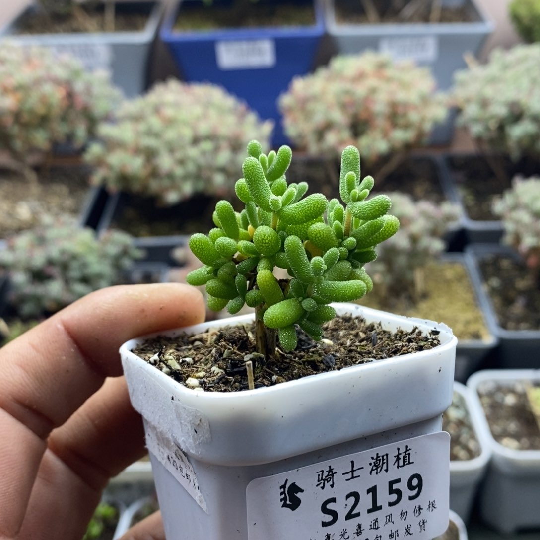 2159葡萄米枝干番杏