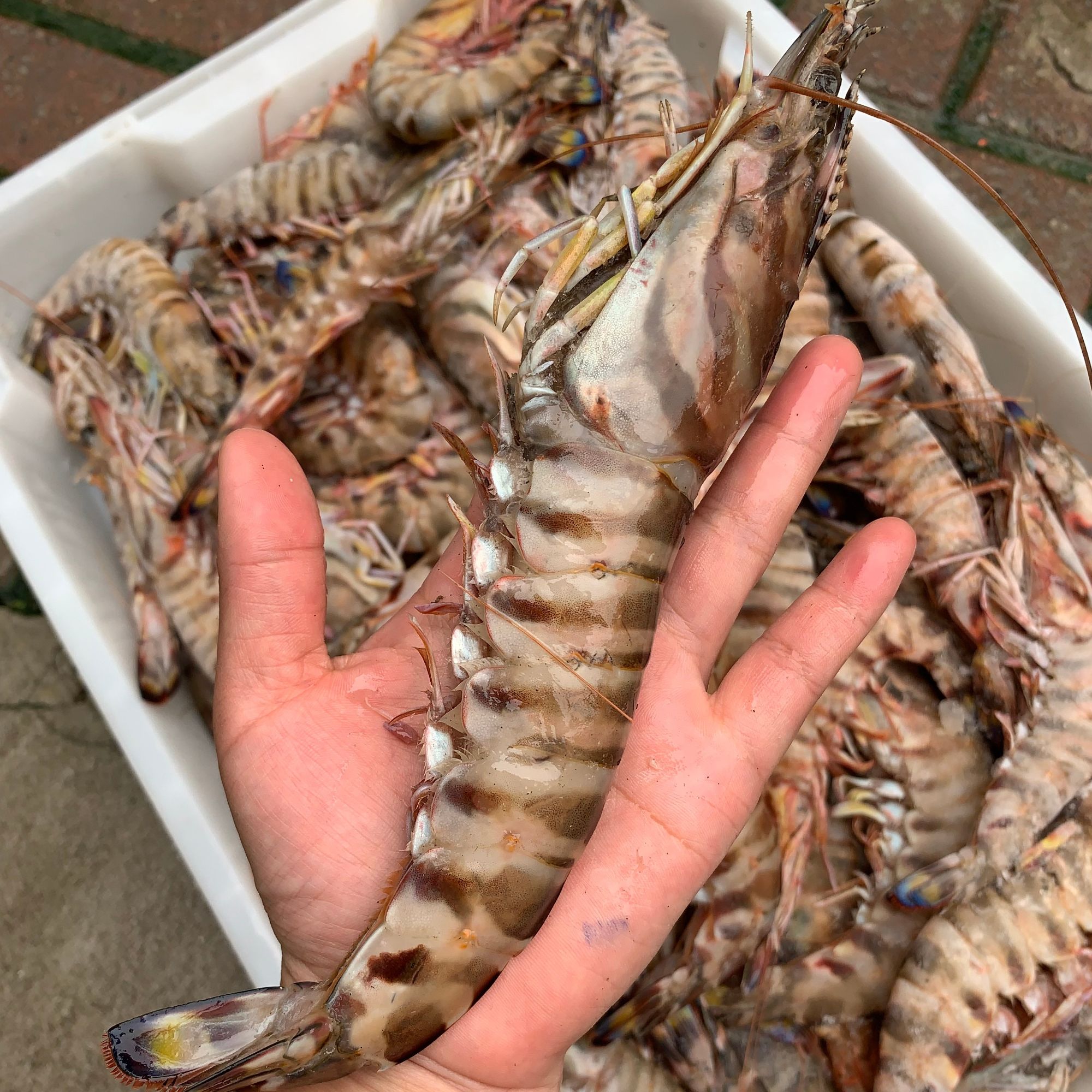 【舟山直发】野生特大号顶级竹节虾海鲜海捕斑节虾九节虾300g*3盒