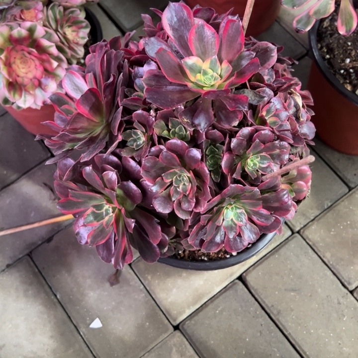 凤冠多肉植物花花