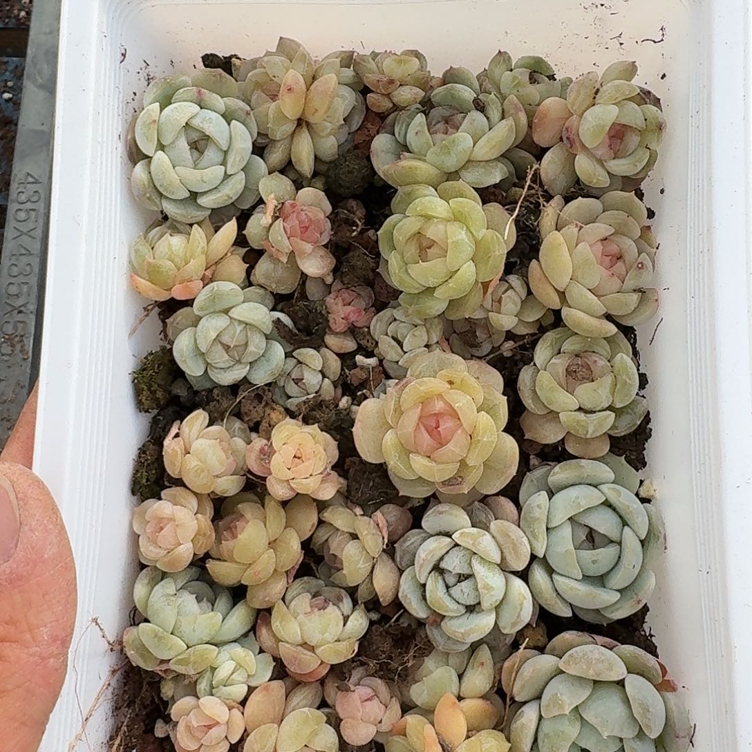 杂交新品珍妮多肉1329