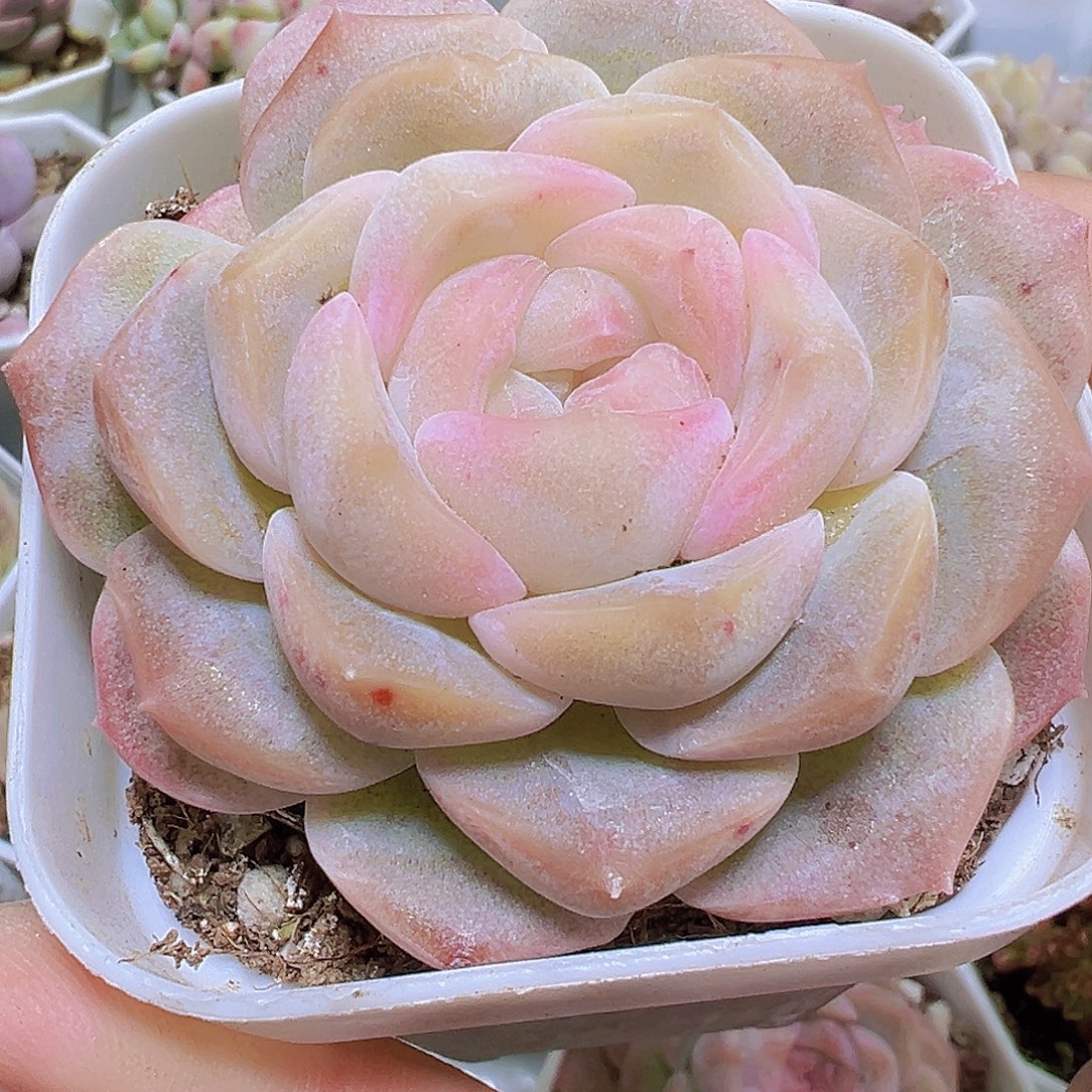 良辰19包邮多肉植物