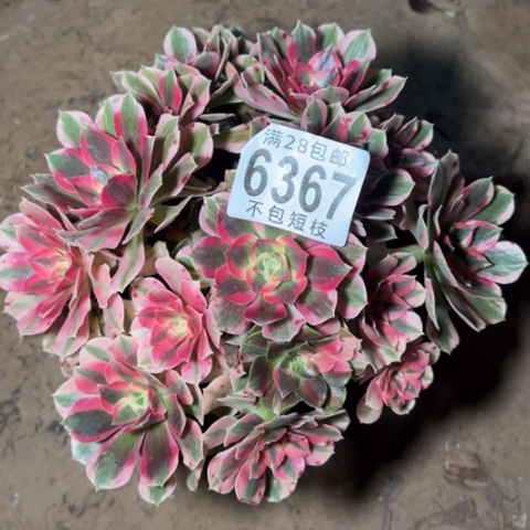 7彩石多肉植物法师6367