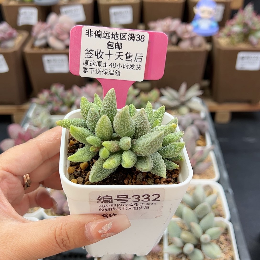 332七彩仙女多肉植物