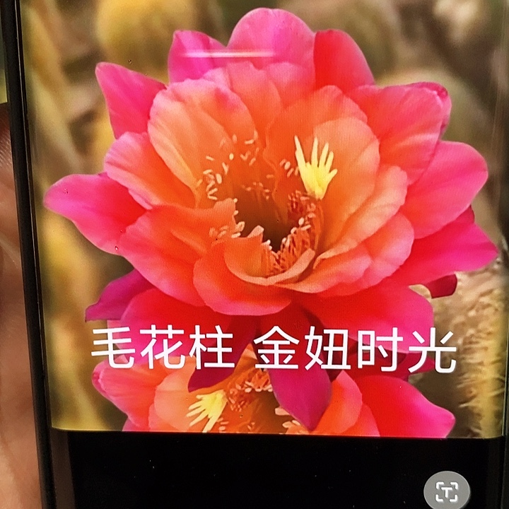 金妞 时光/侧芽歪20包邮/