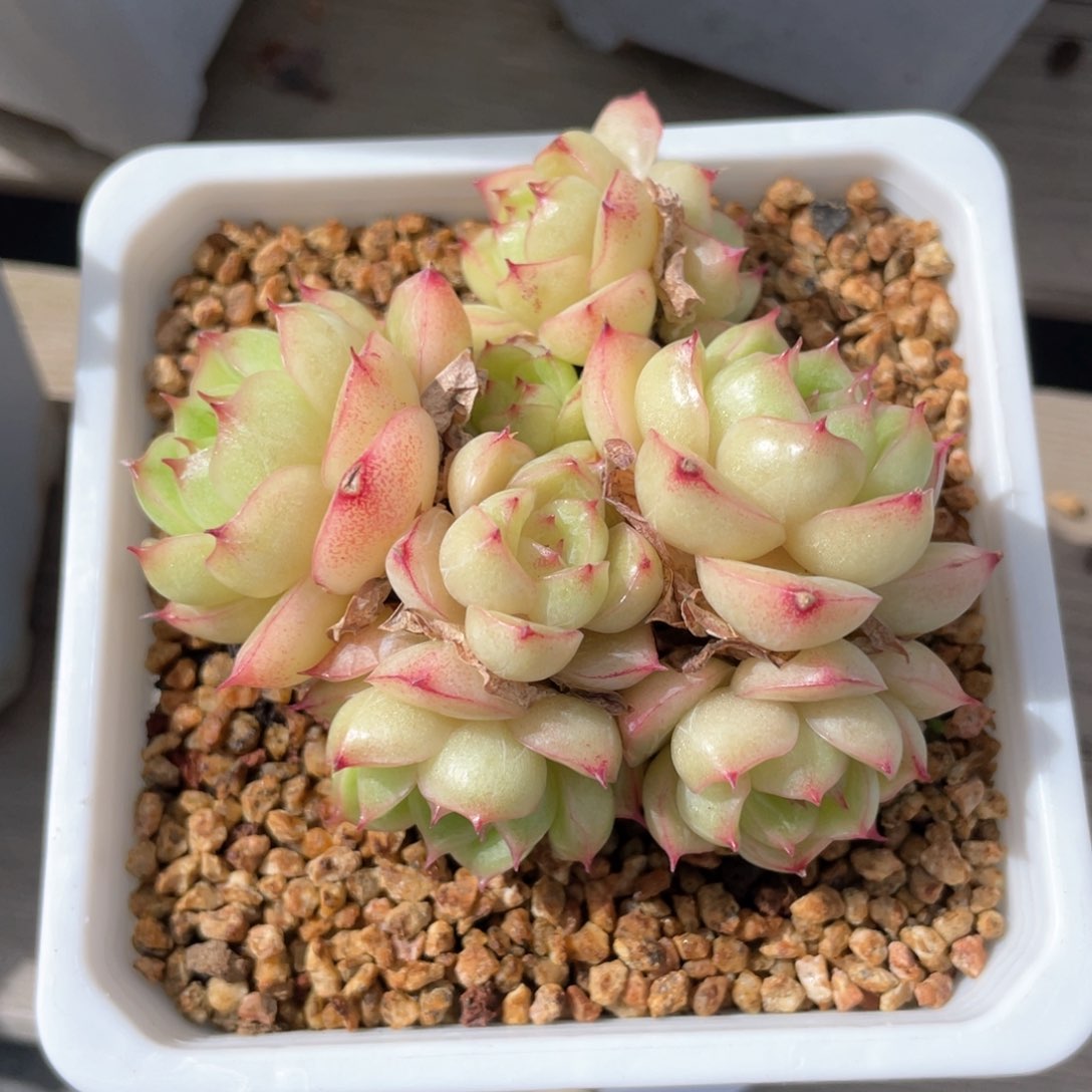 优选麦杆福利665