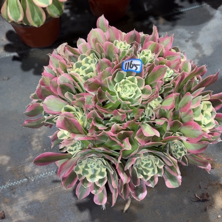 雨花石1165一物一拍多肉