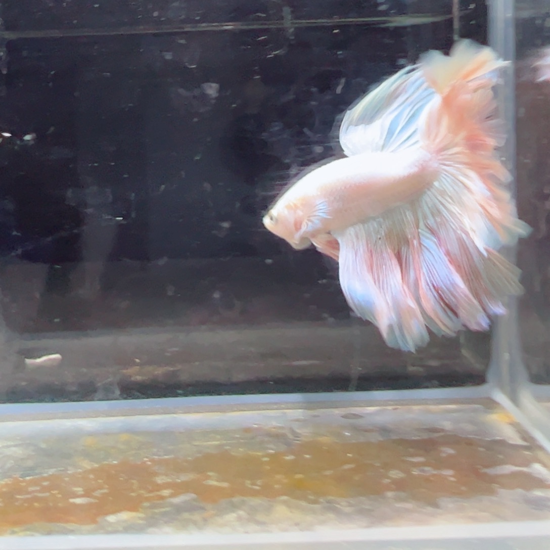 斗鱼浅色特殊尾hhhh