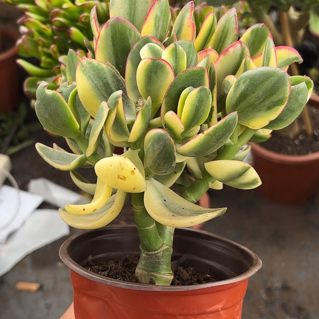 用***96040新花月锦带盆土发货