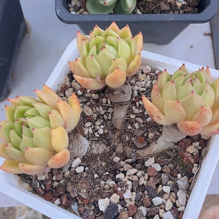 东云杂06160多肉植物