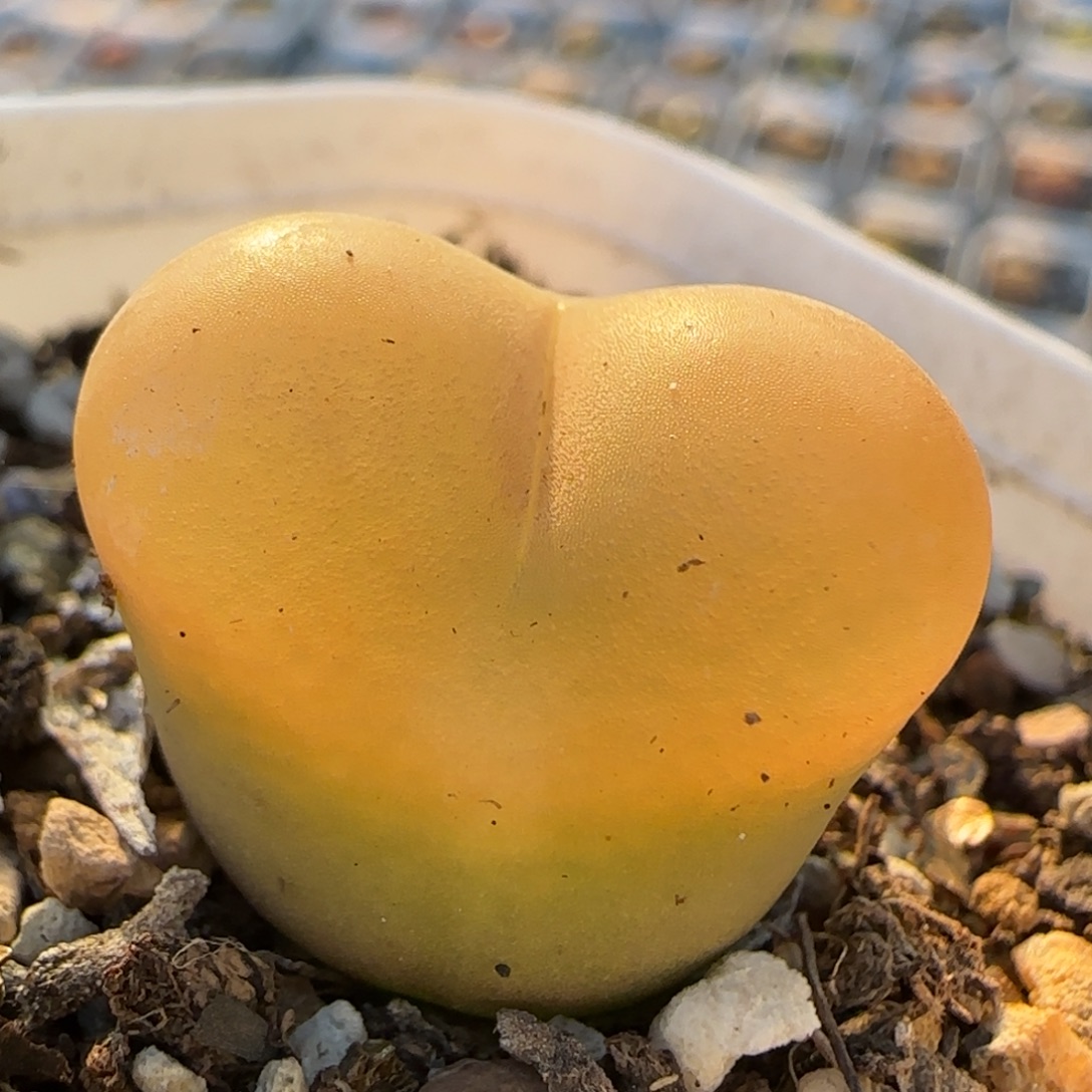 永***！毛毛多肉植物百科