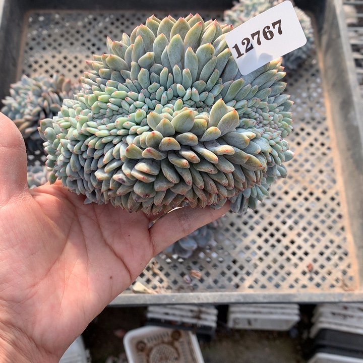 静***开12767缀嗯嗯嗯嗯嗯嗯好喜欢