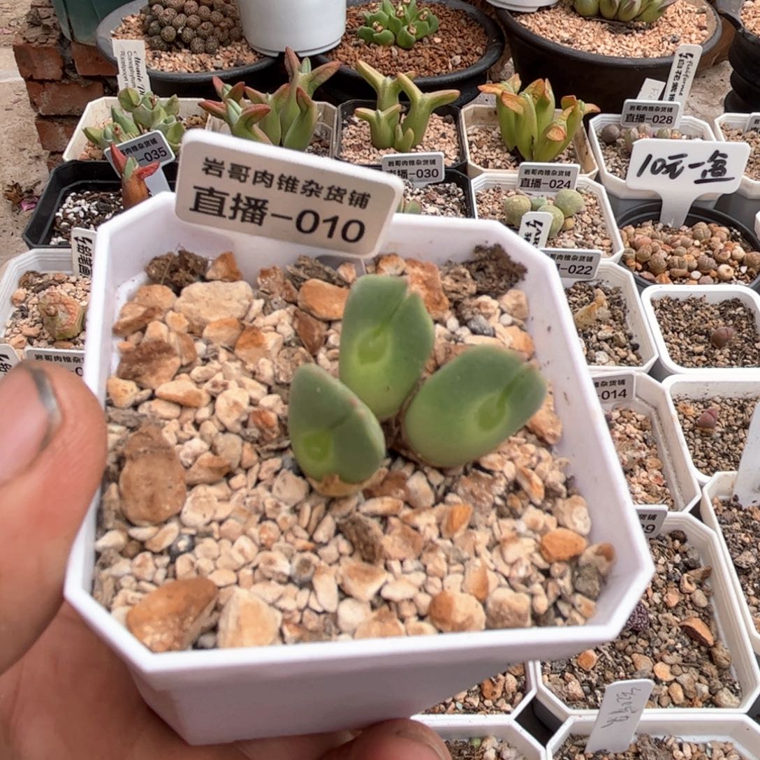 6年大眼睛空蝉母本3头群