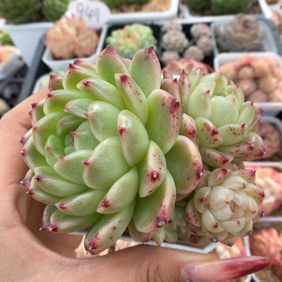 菠萝蜜麦秆五头群生4738号