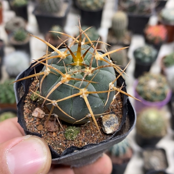 实生光临玉特价福利