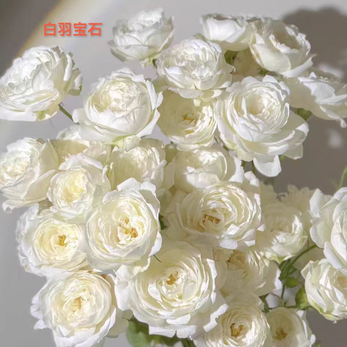 白羽宝石-独棵月季盆栽大花浓香阳台庭院多季开花