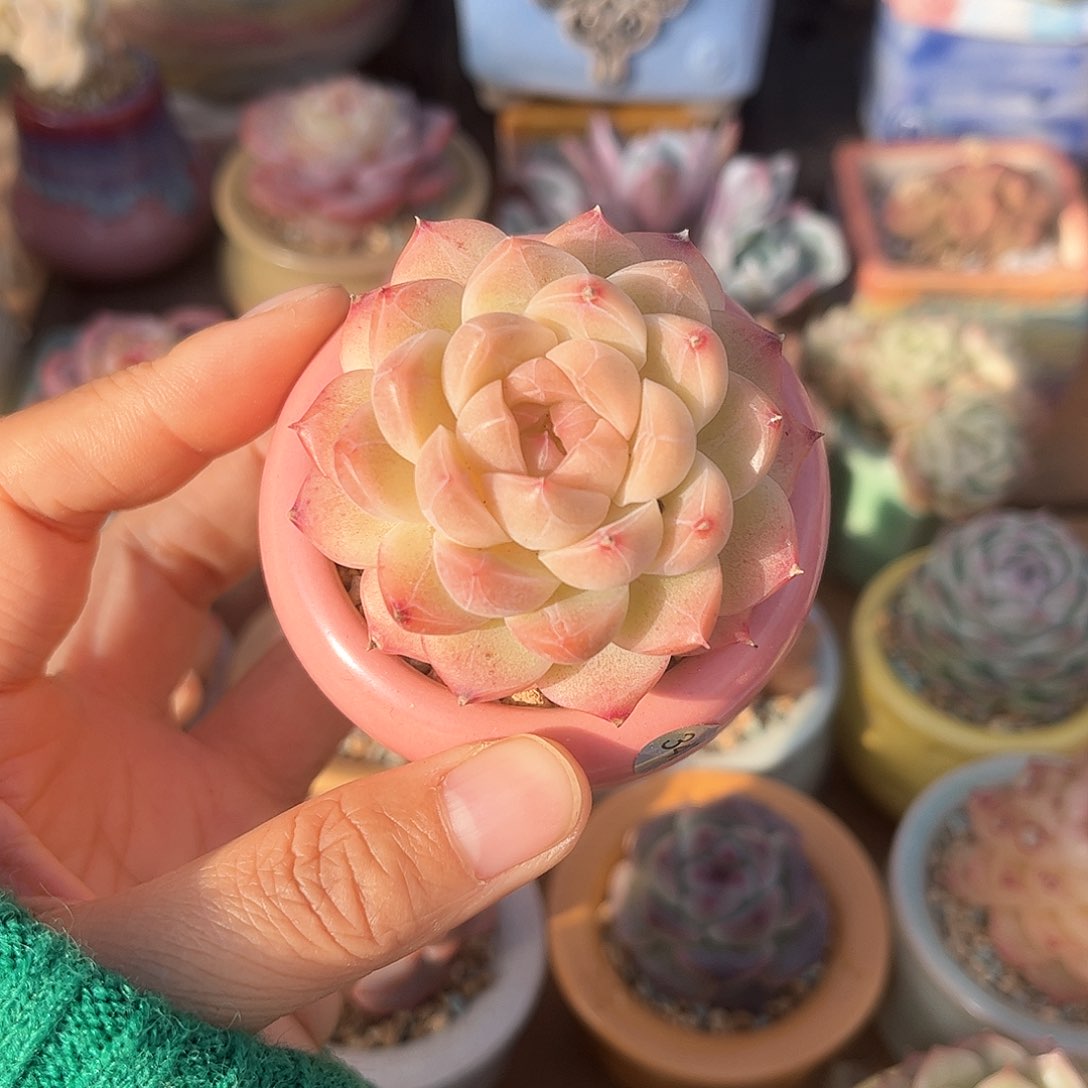 343 多肉含盆土 30元包邮 除偏远