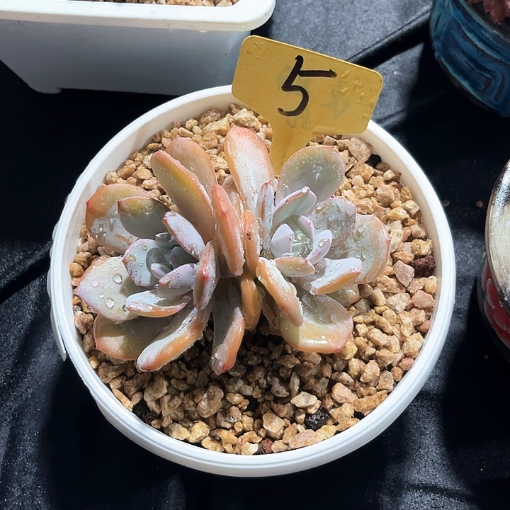 奶茶 5号码牌子的话题