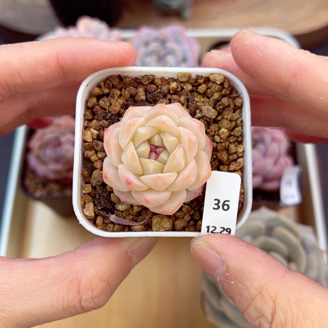 好好看36、哈哈哈哈