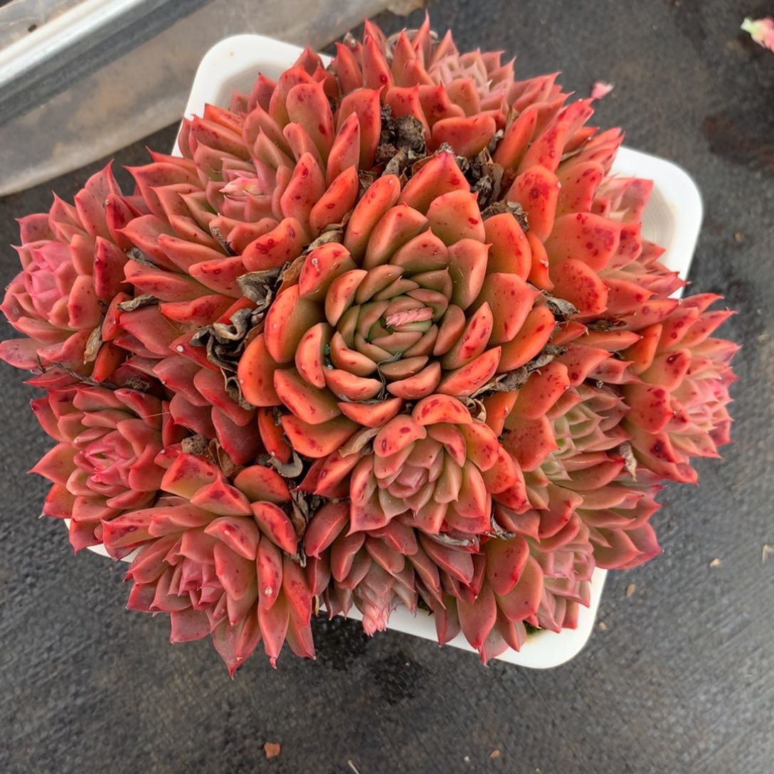 6234杂交精品基地17厘米