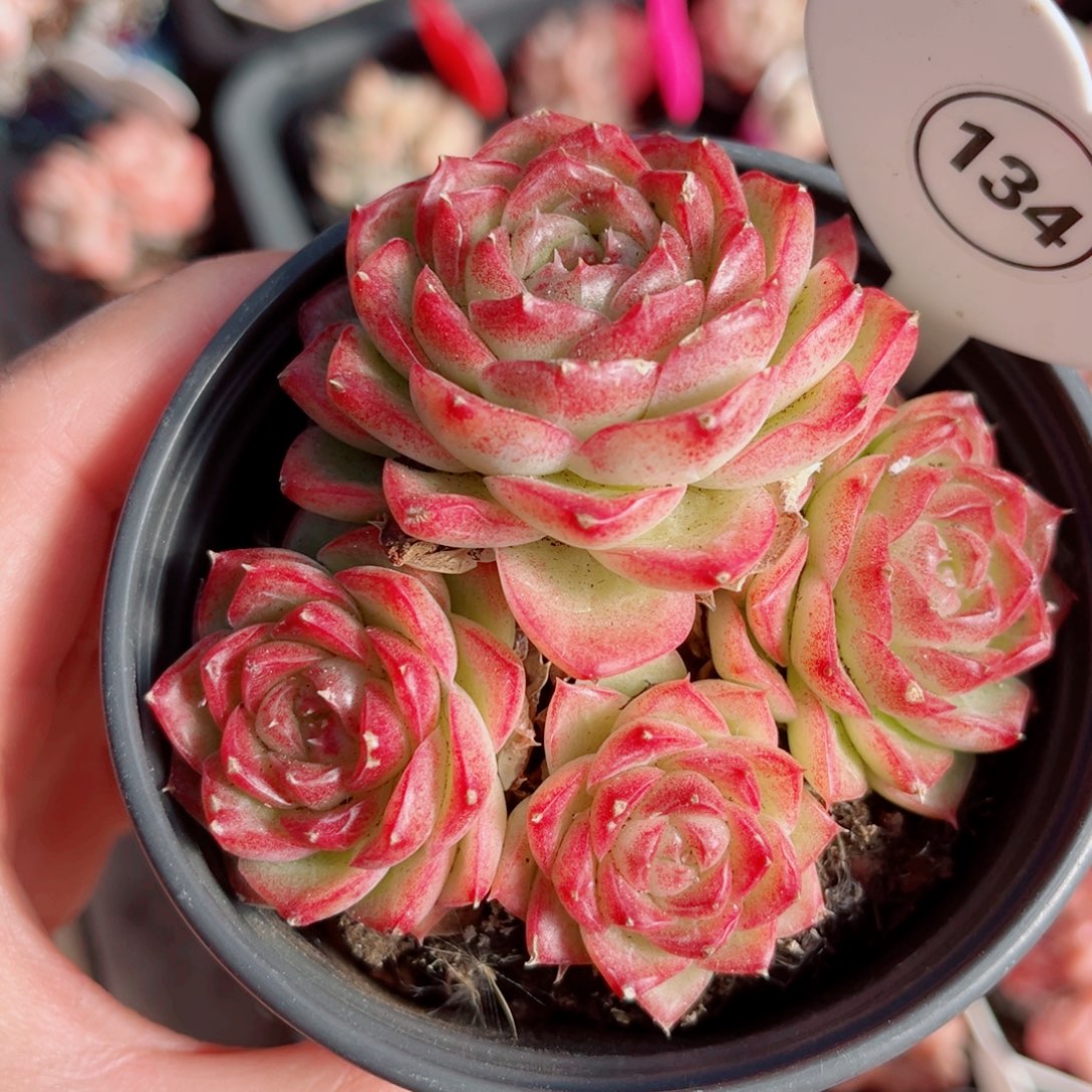 134号小老桩女王群