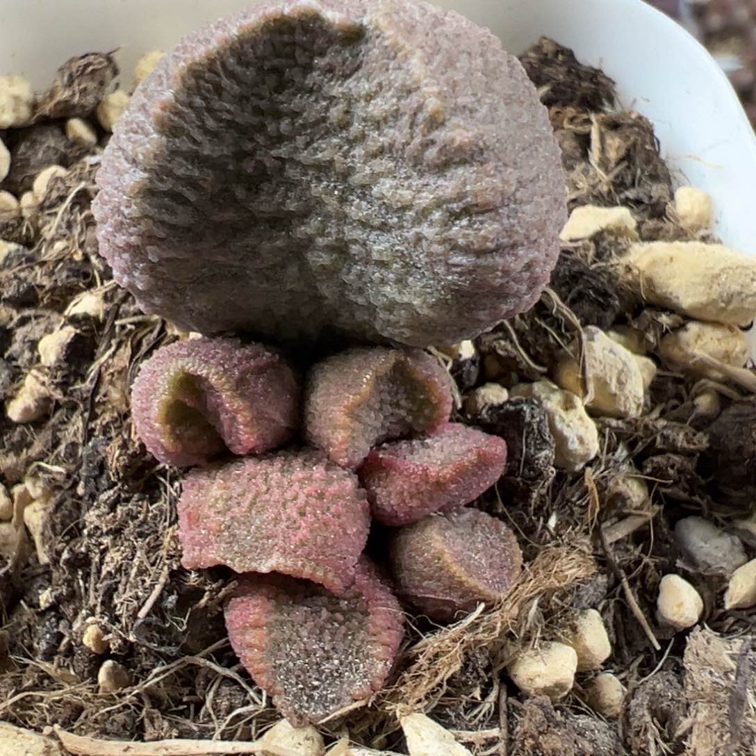 实生底叶苗纹路款多肉植物水泡