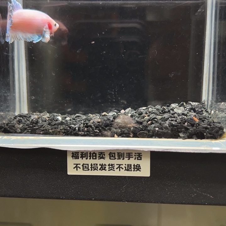 斗鱼竞拍跑单拉黑26日13