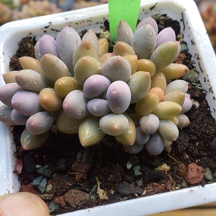 溜溜球539号的啊啊啊多肉啊啊