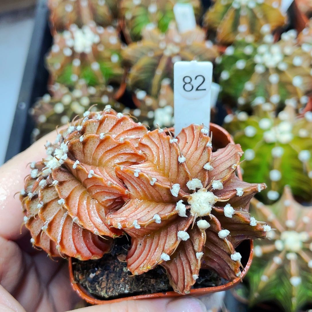 非偏远地区满25包邮仙人球