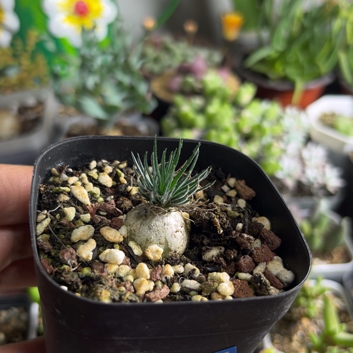 010 海葱多肉植物